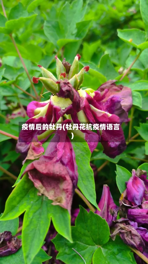 疫情后的牡丹(牡丹花抗疫情语言)-第2张图片