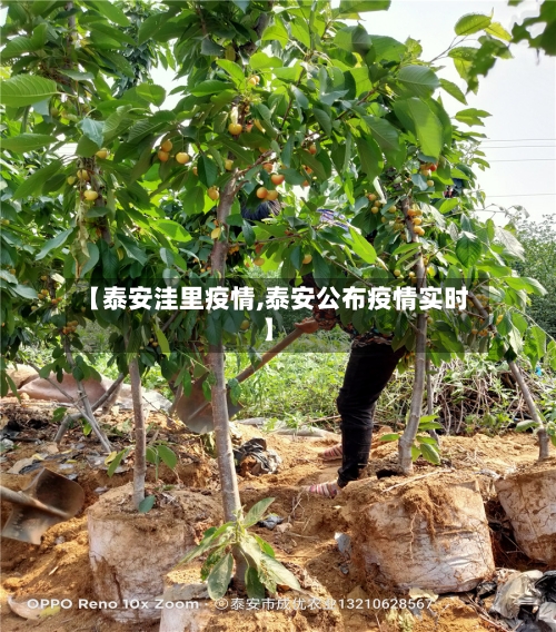 【泰安洼里疫情,泰安公布疫情实时】-第2张图片