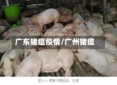 广东猪瘟疫情/广州猪瘟-第2张图片