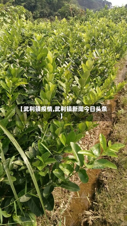 【武利镇疫情,武利镇新闻今日头条】-第3张图片