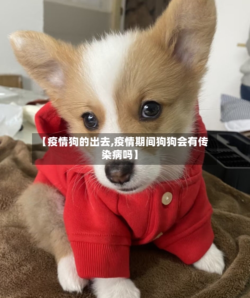 【疫情狗的出去,疫情期间狗狗会有传染病吗】-第3张图片