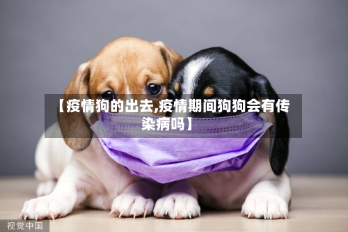 【疫情狗的出去,疫情期间狗狗会有传染病吗】