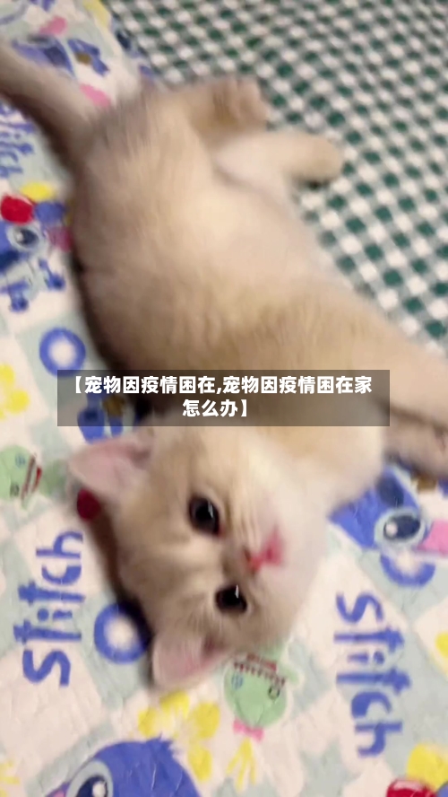 【宠物因疫情困在,宠物因疫情困在家怎么办】-第3张图片