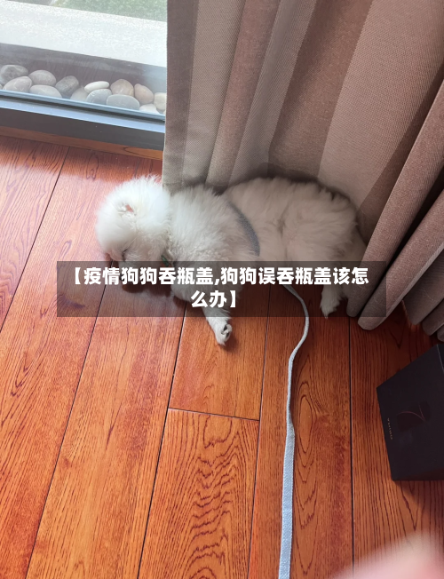 【疫情狗狗吞瓶盖,狗狗误吞瓶盖该怎么办】