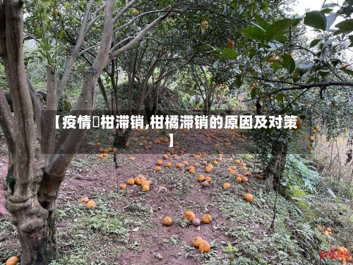 【疫情椪柑滞销,柑橘滞销的原因及对策】