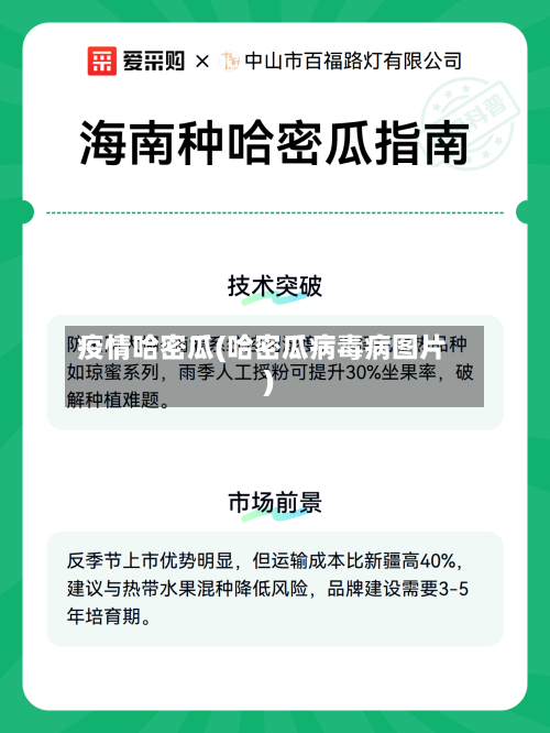 疫情哈密瓜(哈密瓜病毒病图片)