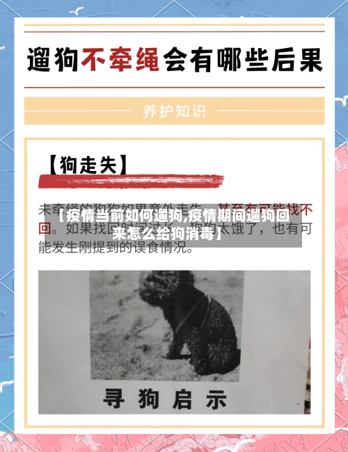 【疫情当前如何遛狗,疫情期间遛狗回来怎么给狗消毒】-第3张图片