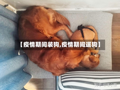 【疫情期间装狗,疫情期间遛狗】