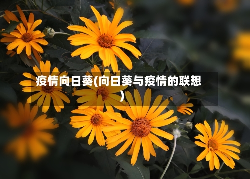 疫情向日葵(向日葵与疫情的联想)-第2张图片