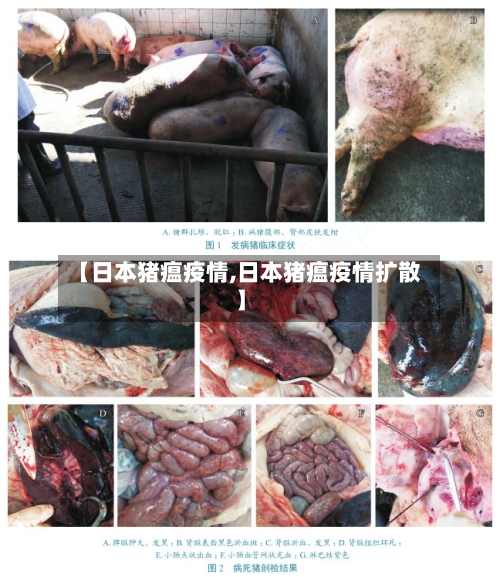 【日本猪瘟疫情,日本猪瘟疫情扩散】