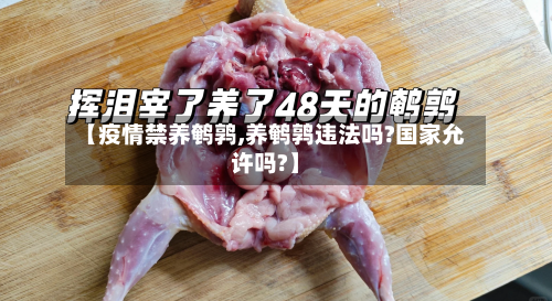 【疫情禁养鹌鹑,养鹌鹑违法吗?国家允许吗?】