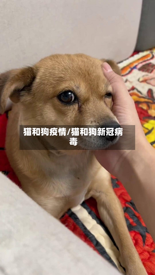 猫和狗疫情/猫和狗新冠病毒