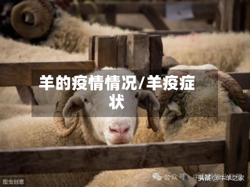 羊的疫情情况/羊疫症状