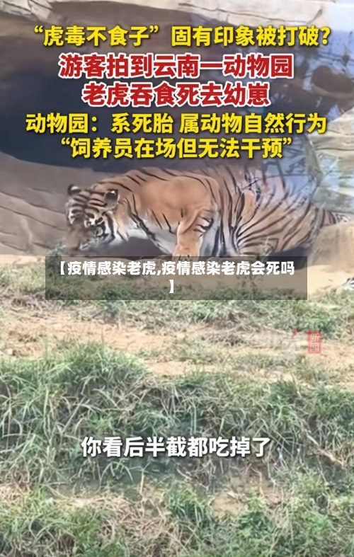 【疫情感染老虎,疫情感染老虎会死吗】