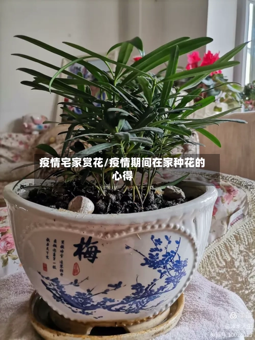 疫情宅家赏花/疫情期间在家种花的心得