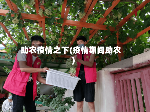 助农疫情之下(疫情期间助农)-第2张图片